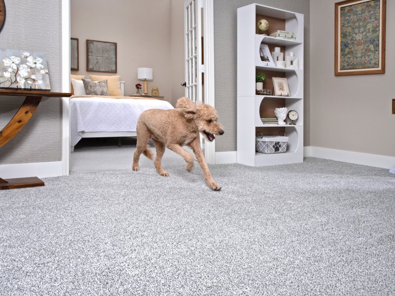 Dog running on an allergy friendly carpet